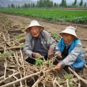 河北省有多少名老年人居住在农村地区？